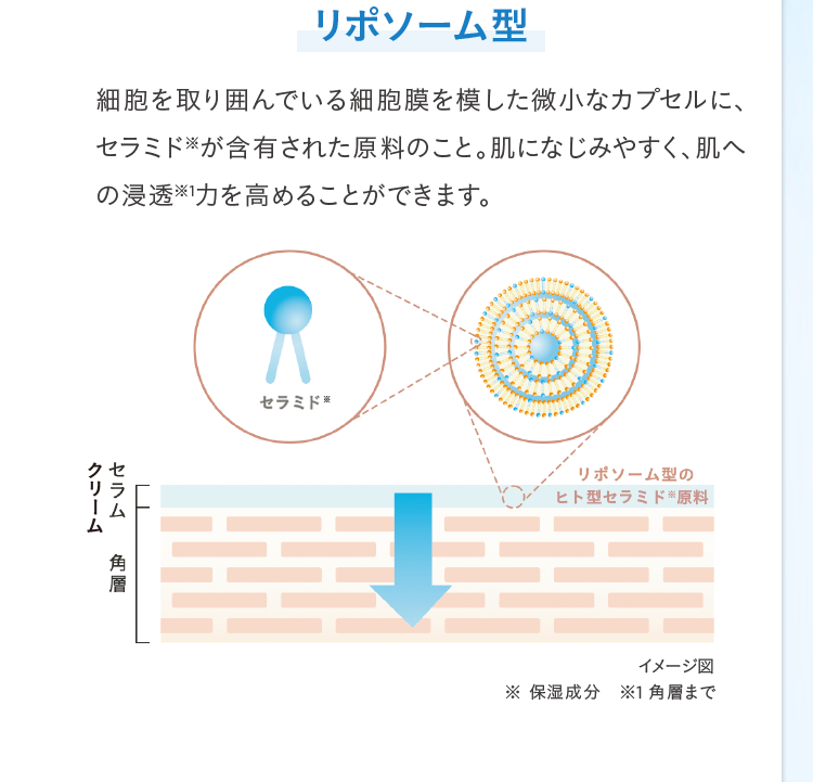 リポソーム型
細胞を取り囲んでいる細胞膜を模した微小なカプセルに、
セラミドが含有された原料のこと。 肌になじみやすく、肌へ
の浸透力を高めることができます。
クセ
リラ
ム
角層
セラミド
リポソーム型の
ヒト型セラミド ※ 原料
イメージ図
※保湿成分 ※1 角層まで